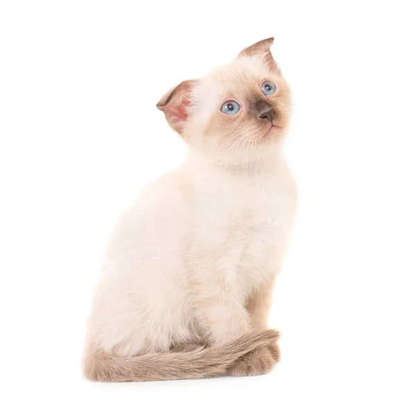 Sitting purebred kitten — Stock Photo, Image