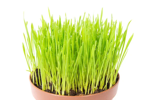 Groen gras in de pot — Stockfoto