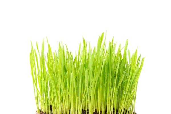 Groen gras in de pot — Stockfoto