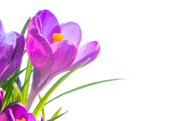 Musim semi pertama - buket crocuses ungu — Stok Foto