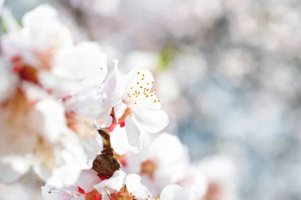나무에 하얀 꽃 — 스톡 사진