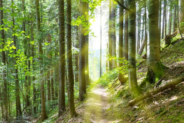 Väg genom gröna träd i skogen — Stockfoto