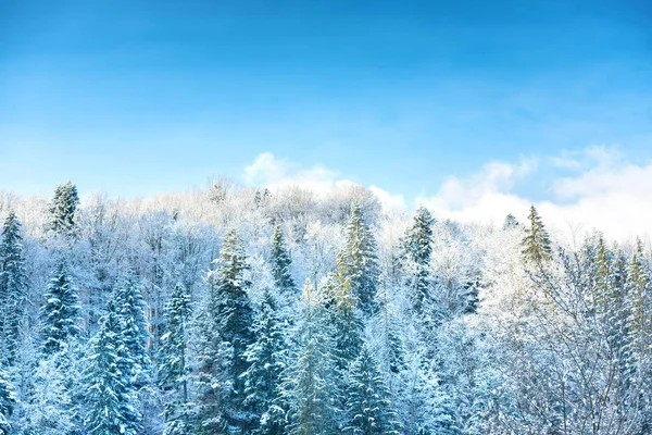 Vintern soliga skog — Stockfoto