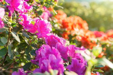 Bahar çiçekleri açelya