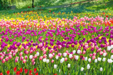Parktaki renkli laleler