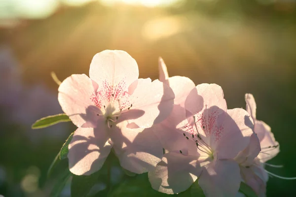 Flores de primavera azálea na luz do sol — Fotografia de Stock