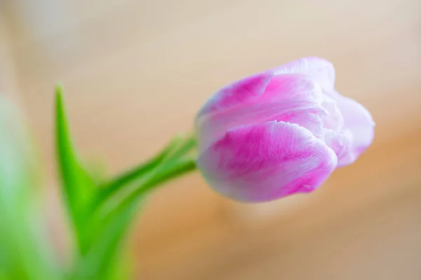 Delicate pink tulip — Stock Photo, Image