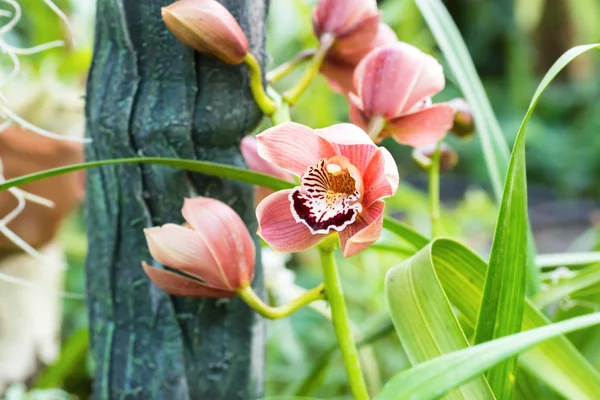 Paarse orchideeën in een tropisch bos — Stockfoto