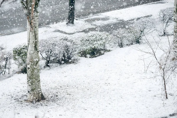 Queda de neve no parque de inverno — Fotografia de Stock