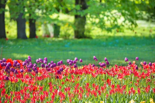 Kleurrijke tulpen tuin — Stockfoto