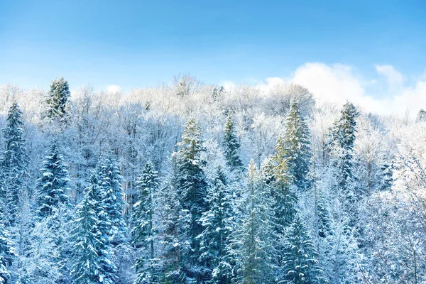 Winter dennenbos overdag — Stockfoto