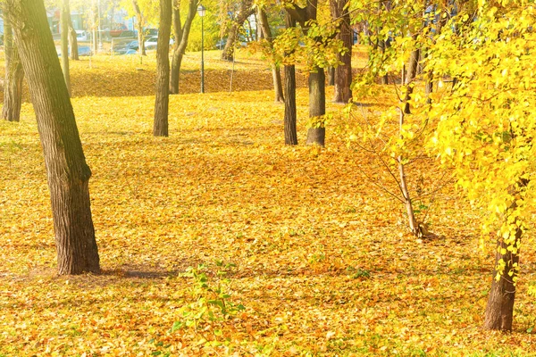 秋の公園と葉 — ストック写真