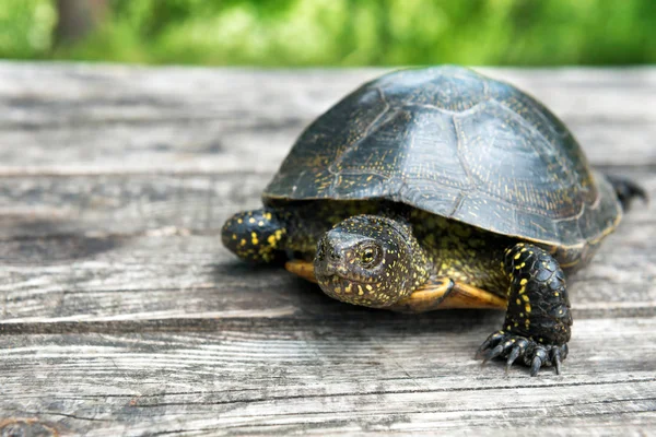 Stor sköldpadda på gamla trä skrivbord — Stockfoto