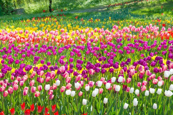 Kleurrijke tulpen in het park — Stockfoto