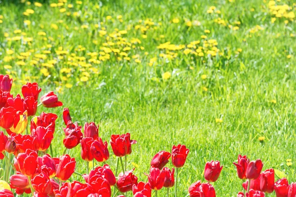 Tulipanes rojos en el campo —  Fotos de Stock