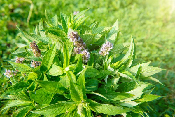 Foglie di menta verde con fiori — Foto Stock