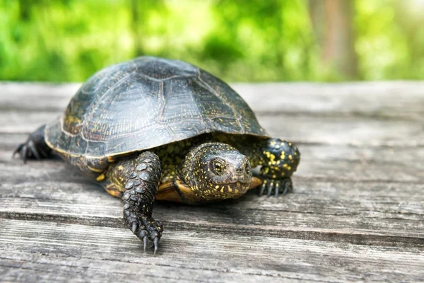 Grote schildpad op oude houten bureau — Stockfoto