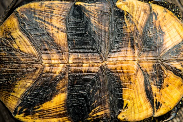 Textuur van turtle shell — Stockfoto