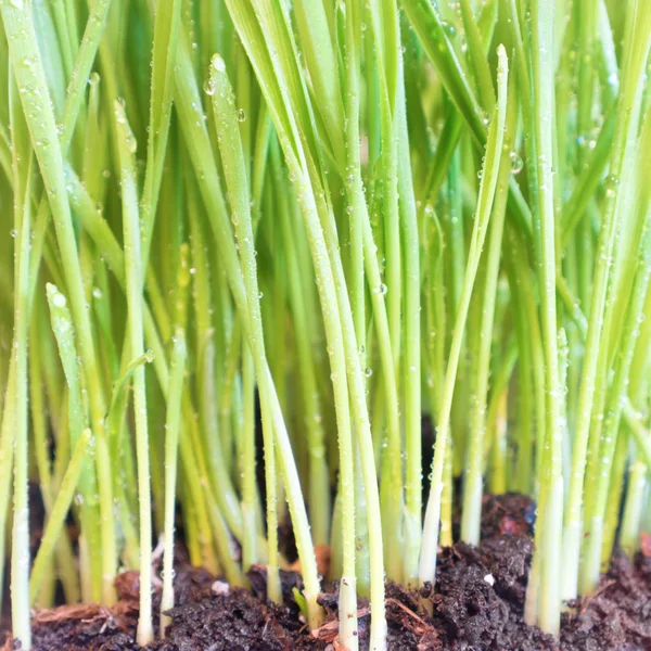 Groen gras in organische bodem — Stockfoto