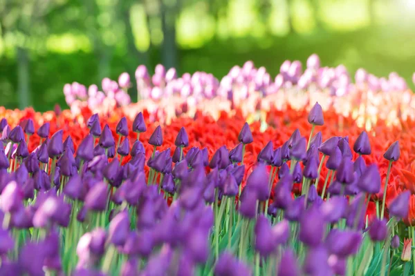 Trädgård med färgglada tulpaner — Stockfoto