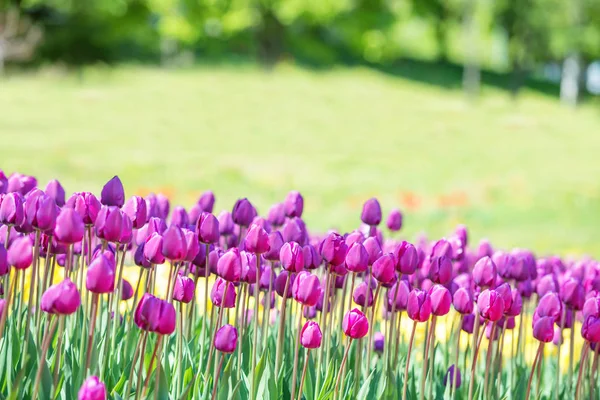 Pole mnoha lila tulipánů v parku — Stock fotografie