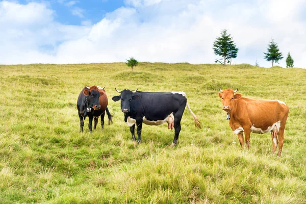 Αγελάδες στο πεδίο καταπράσινη — Φωτογραφία Αρχείου