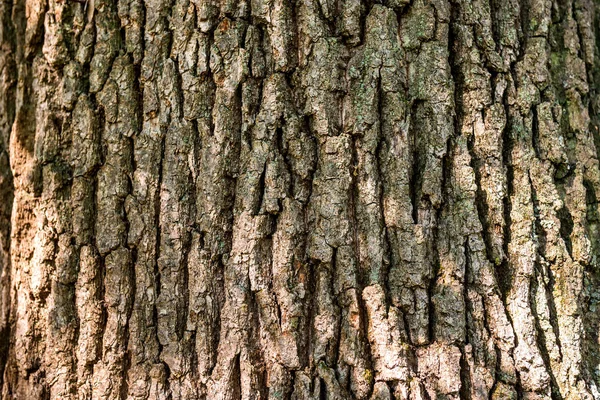 Dubové kůry textura — Stock fotografie