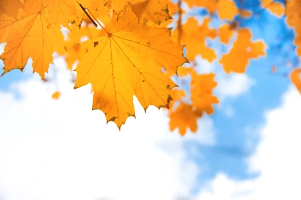 Foglie giallo autunno — Foto Stock