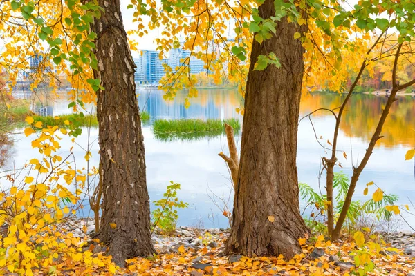 Två stora träd nära blue lake — Stockfoto