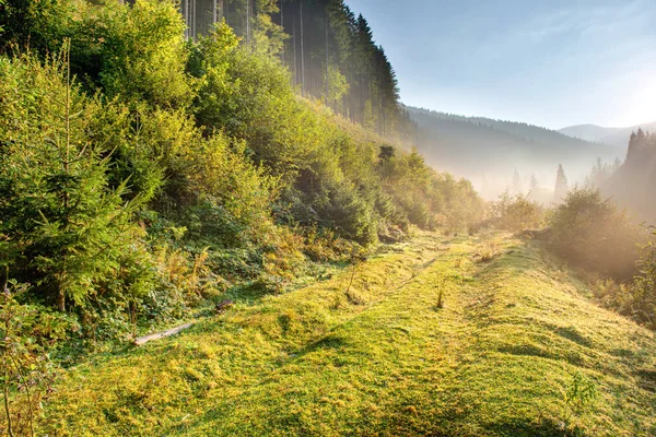 Manhã na floresta verde — Fotografia de Stock