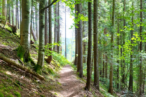 Weg durch grüne Bäume im Wald — Stockfoto