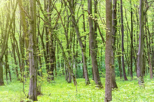 Grüner Wald mit Bäumen — Stockfoto