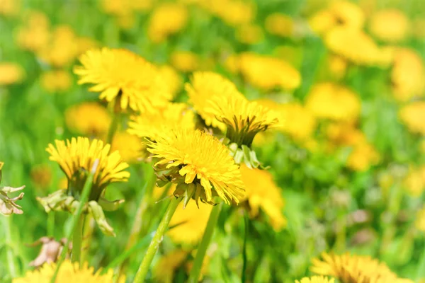 Gele paardebloemen op veld — Stockfoto