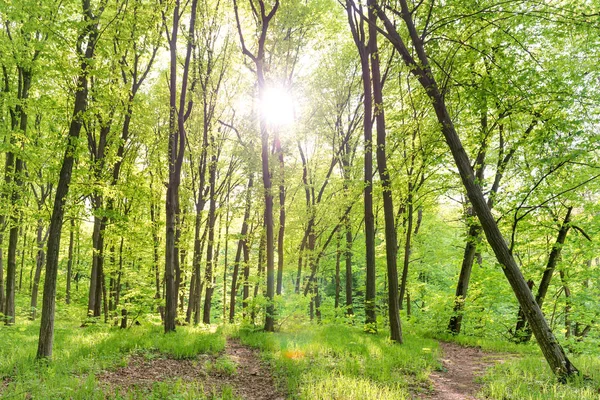 Manhã na floresta ensolarada — Fotografia de Stock