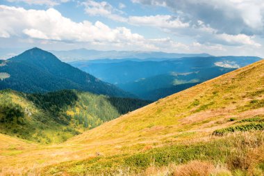 Ağaçları ile sarı tepeler