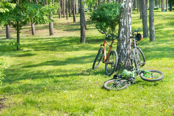 Vélos couchés près des arbres — Photo
