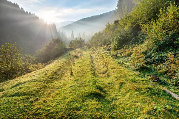 Ochtend in groen bos — Stockfoto