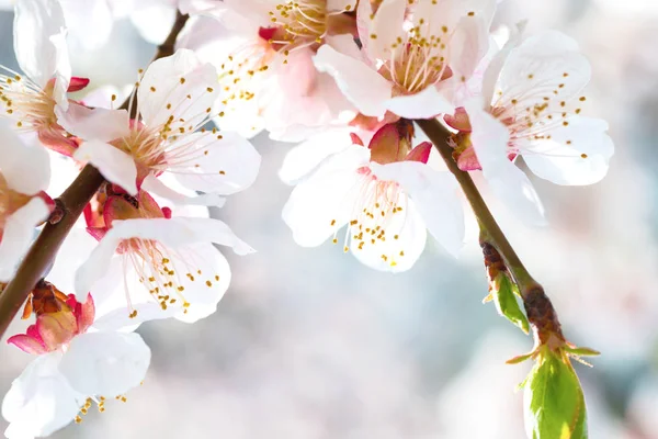 White flowers on plum tree — Stock Photo, Image