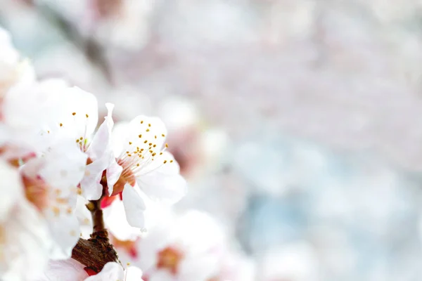 Weiße Blumen auf Pflaumenbaum — Stockfoto