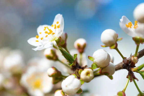 Frühling blühende weiße Frühlingsblumen — Stockfoto