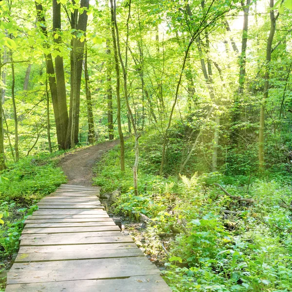 Most w sunny zielony las — Zdjęcie stockowe