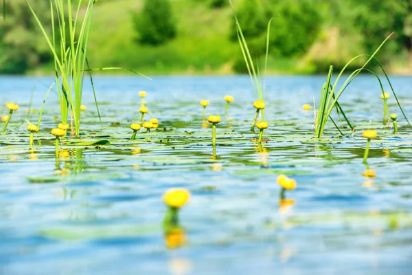Fleurs de nénuphars sur étang — Photo