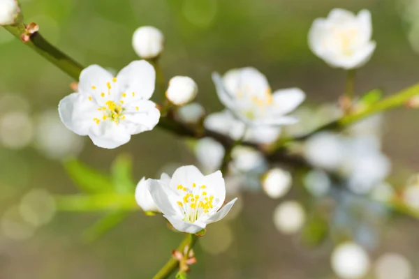 Spring blossoming white spring flowers — Stock Photo, Image