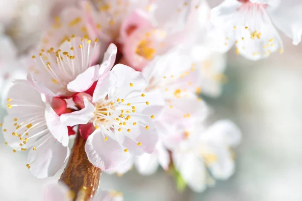 Spring blossoming white spring flowers — Stock Photo, Image