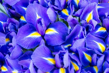 Mavi çiçek süsen