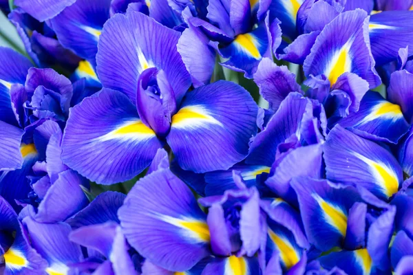 Íris de flores azuis — Fotografia de Stock