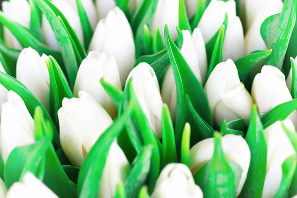 Tulipanes blancos frescos —  Fotos de Stock