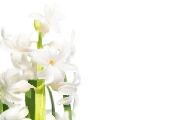 Våren blomma hyacint — Stockfoto