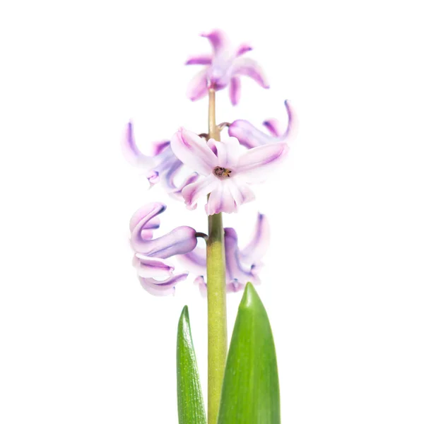 Våren blomma lila hyacint — Stockfoto