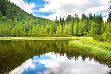 Orman gölündeki mavi su